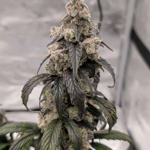 MephistO'z growlog timeline photo