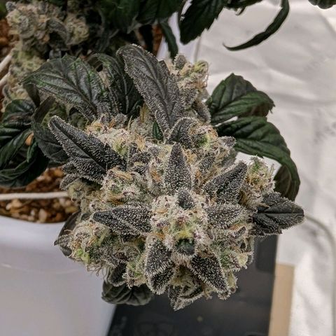MephistO'z growlog timeline photo