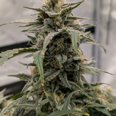 Double Grape growlog timeline photo