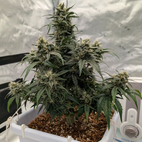 Double Grape growlog timeline photo