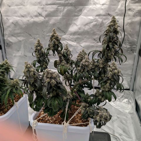 MephistO'z growlog timeline photo