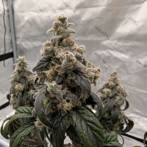 MephistO'z growlog timeline photo