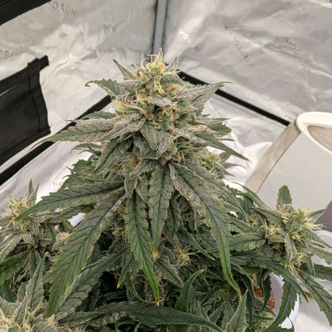 Double Grape growlog timeline photo
