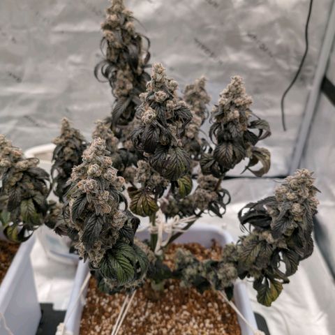 MephistO'z growlog timeline photo