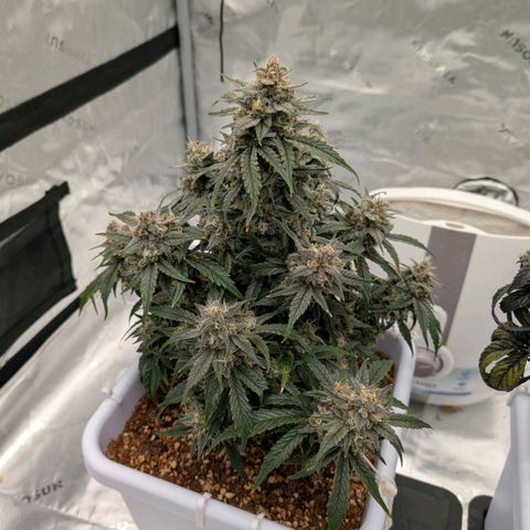 Double Grape growlog timeline photo