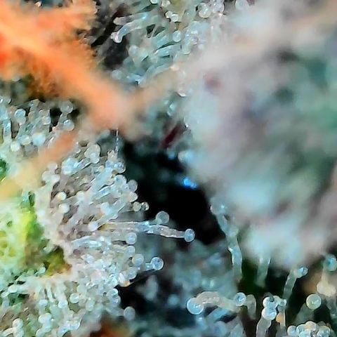 Double Grape growlog timeline photo
