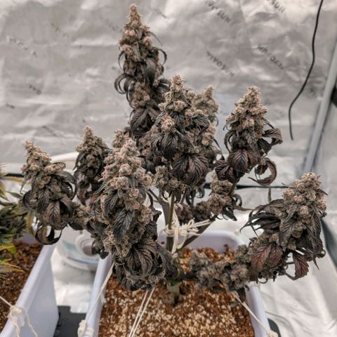 MephistO'z growlog timeline photo
