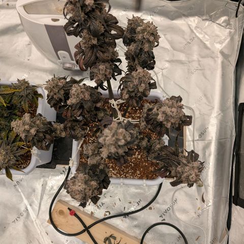 MephistO'z growlog timeline photo