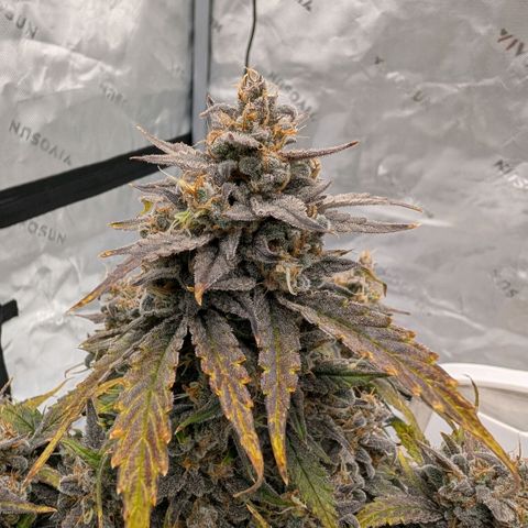 Double Grape growlog timeline photo