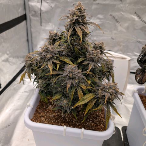 Double Grape growlog timeline photo