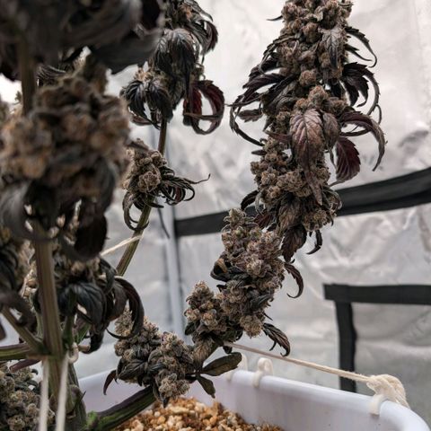 MephistO'z growlog photo: Ready for the chop
