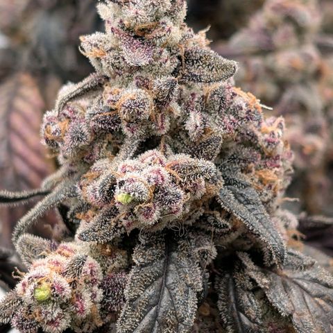 MephistO'z growlog photo: Ready for the chop