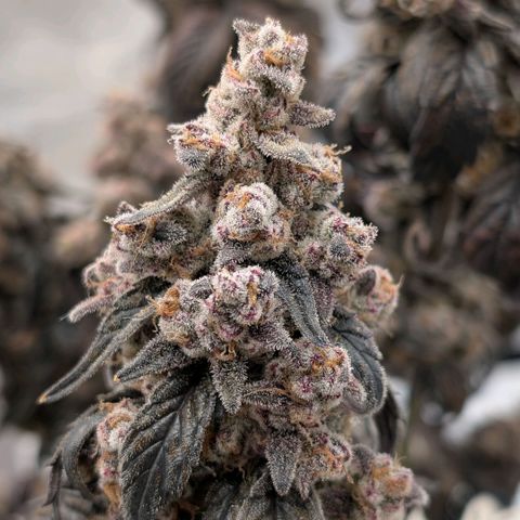 MephistO'z growlog photo: Ready for the chop