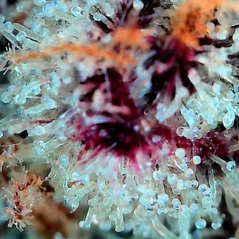 MephistO'z growlog timeline photo