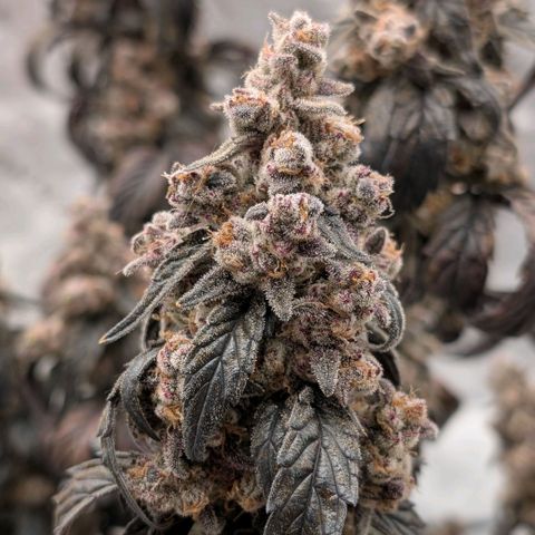 MephistO'z growlog photo: Ready for the chop