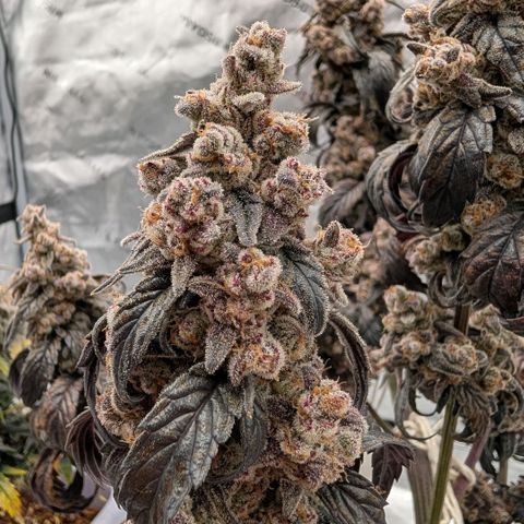 MephistO'z growlog photo: Ready for the chop