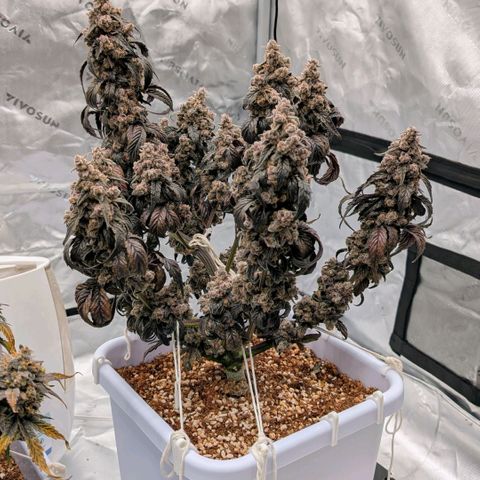 MephistO'z growlog photo: Ready for the chop