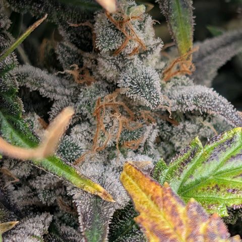 Double Grape growlog photo: Getting ready for the chop