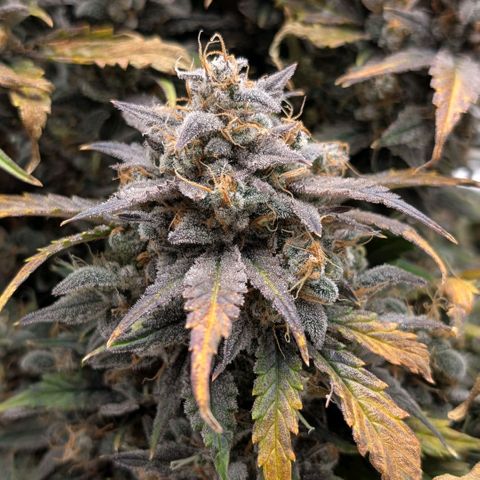 Double Grape growlog photo: Getting ready for the chop