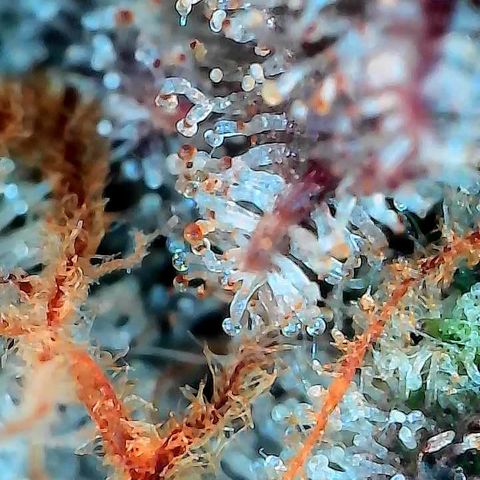 Double Grape growlog photo: Getting ready for the chop