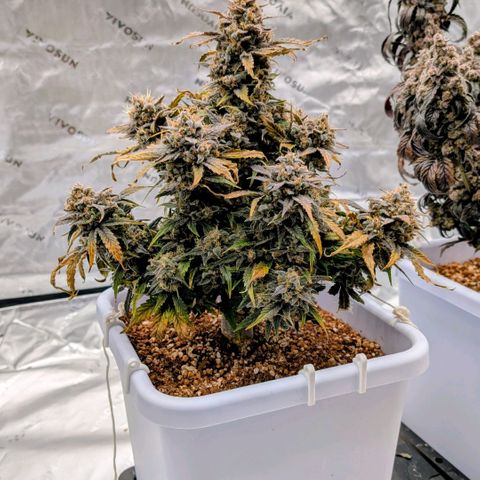 Double Grape growlog photo: Getting ready for the chop