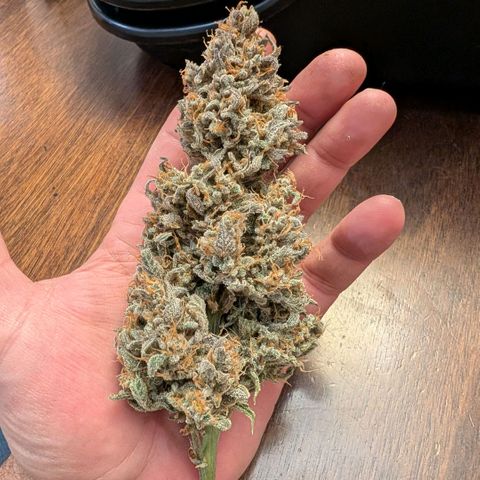 Double Grape growlog photo: After trim