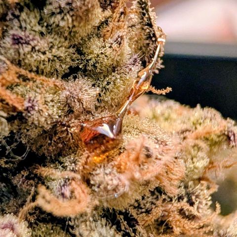 MephistO'z growlog timeline photo