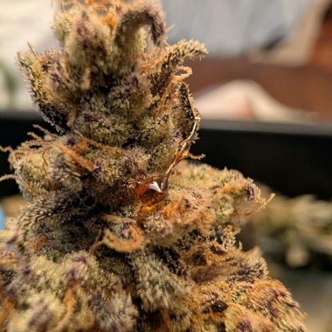 MephistO'z growlog timeline photo