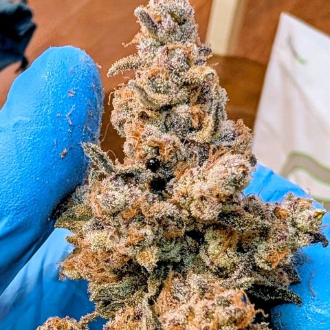 MephistO'z growlog timeline photo