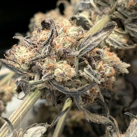 MephistO'z growlog timeline photo