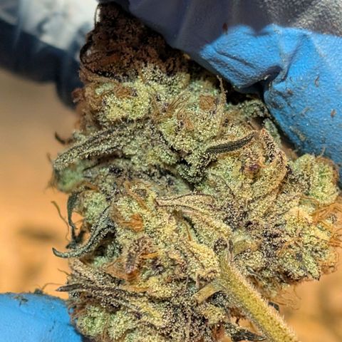 MephistO'z growlog timeline photo