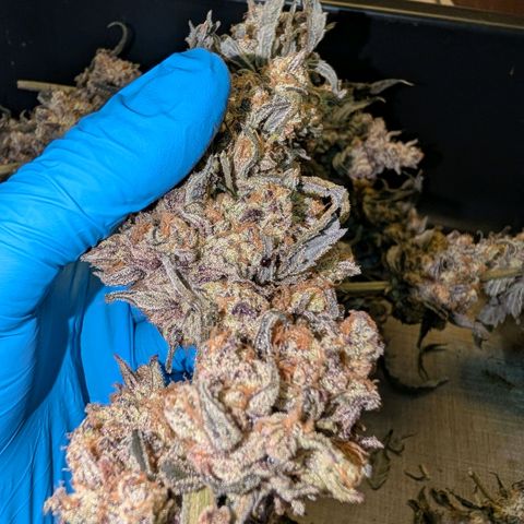 MephistO'z growlog timeline photo