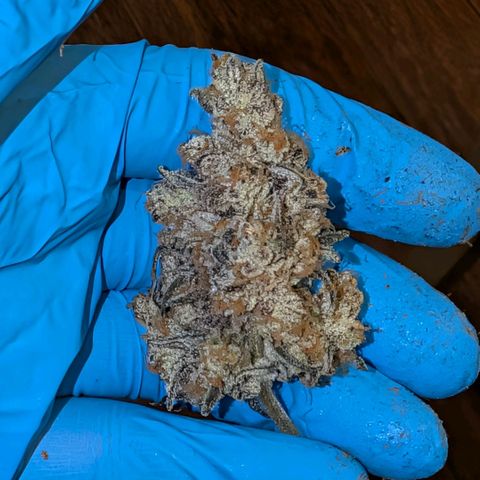 MephistO'z growlog timeline photo