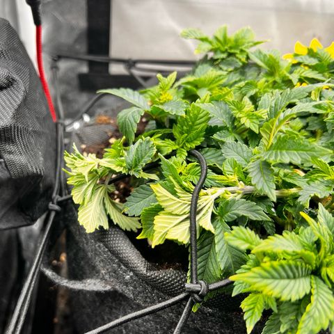 Watermelon photo growlog photo: Changed fan, watered last time with only grow nutrients. Still drinks 3 litres in two  days. The leafs start looking better after all the topping and binding.
