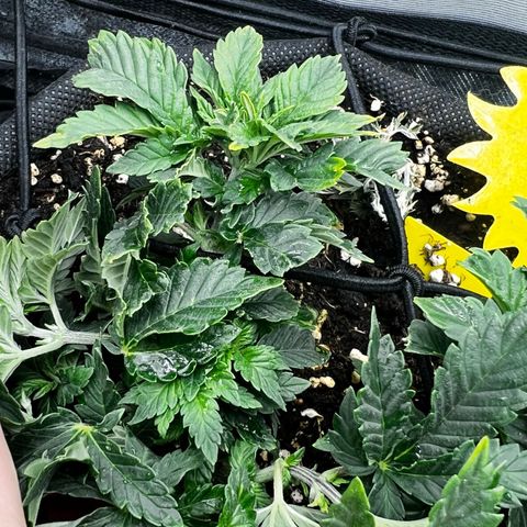 Watermelon photo growlog photo: Changed fan, watered last time with only grow nutrients. Still drinks 3 litres in two  days. The leafs start looking better after all the topping and binding.