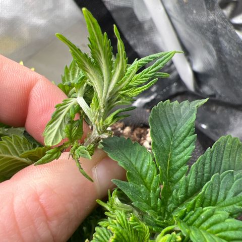 Watermelon photo growlog photo: bushy, huh🤟🏻