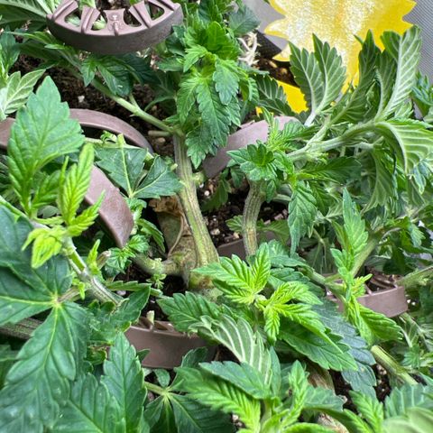 Watermelon photo growlog photo: bushy, huh🤟🏻