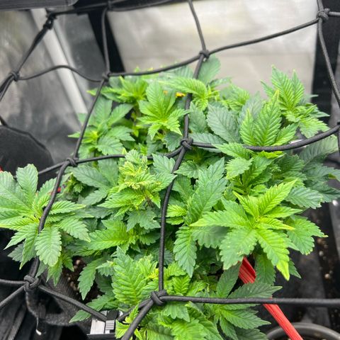 Watermelon photo growlog photo: watered