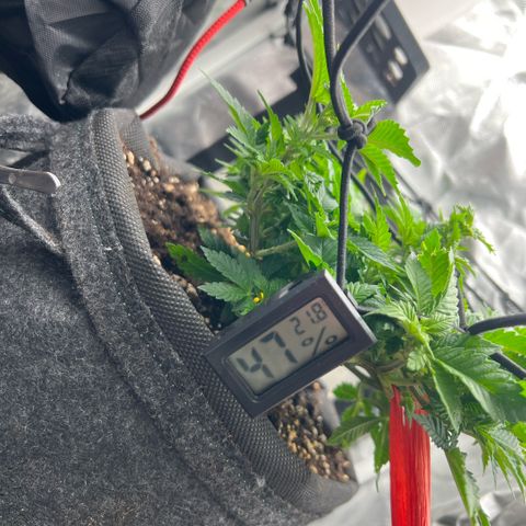 Watermelon photo growlog photo: watered