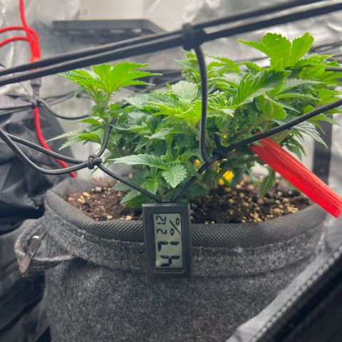 Watermelon photo growlog timeline photo