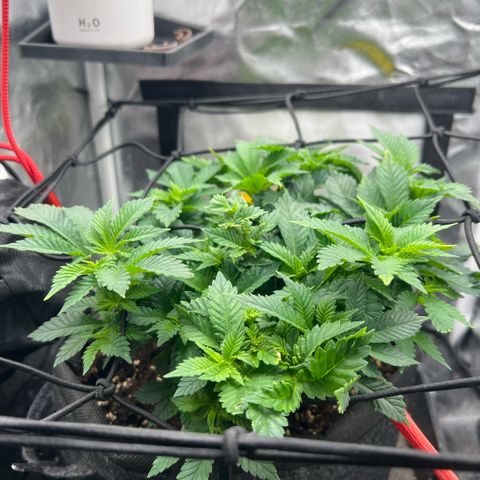 Watermelon photo growlog timeline photo