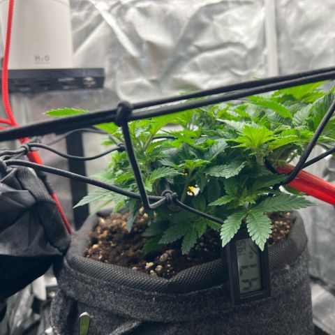 Watermelon photo growlog timeline photo