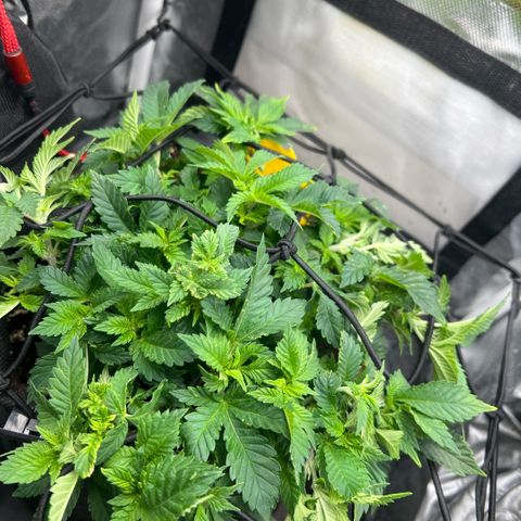 Watermelon photo growlog photo: just moved everything a bit so everything has more space 