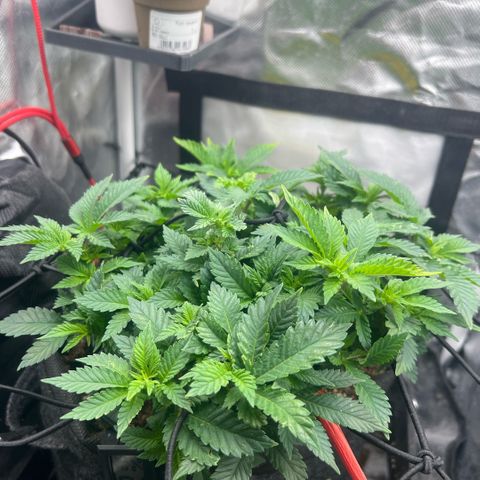 Watermelon photo growlog photo: watered (12:12 now)