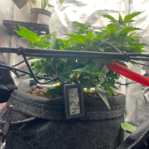 Watermelon photo growlog photo: watered (12:12 now)