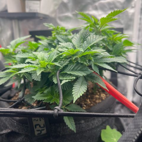 Watermelon photo growlog photo: watered (12:12 now)