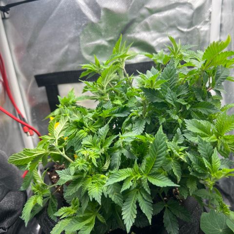 Watermelon photo growlog photo: took off some leaves, didn't water because I had some issues with springtails (no big  issue but i have pet snails and the terra was full too🙂). Spread it more open as the bonsai project worked way too well again with the Watermelon 🍉 


12:12 shows effect