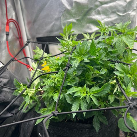 Watermelon photo growlog photo: took off some leaves, didn't water because I had some issues with springtails (no big  issue but i have pet snails and the terra was full too🙂). Spread it more open as the bonsai project worked way too well again with the Watermelon 🍉 


12:12 shows effect