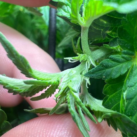 Watermelon photo growlog photo: took off some leaves, didn't water because I had some issues with springtails (no big  issue but i have pet snails and the terra was full too🙂). Spread it more open as the bonsai project worked way too well again with the Watermelon 🍉 


12:12 shows effect