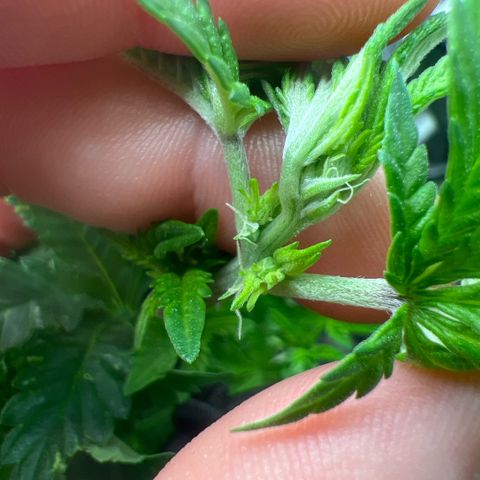 Watermelon photo growlog photo: took off some leaves, didn't water because I had some issues with springtails (no big  issue but i have pet snails and the terra was full too🙂). Spread it more open as the bonsai project worked way too well again with the Watermelon 🍉 


12:12 shows effect